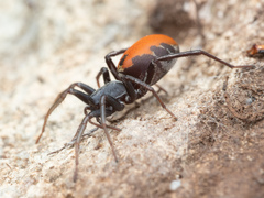 Castianeira walsinghami