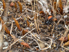 Castianeira walsinghami