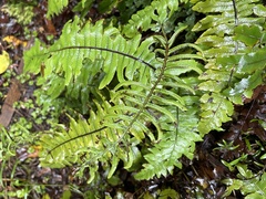 Cranfillia deltoides