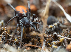 Castianeira walsinghami