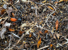 Castianeira walsinghami