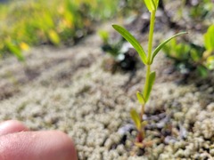 Microsteris gracilis gracilis