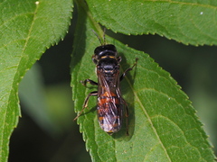 Ectemnius spinipes