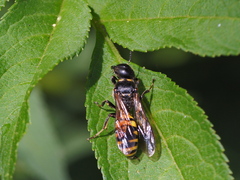 Ectemnius spinipes