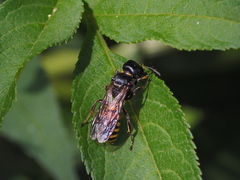 Ectemnius spinipes