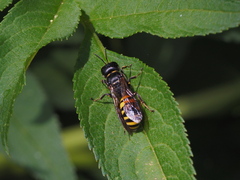 Ectemnius spinipes