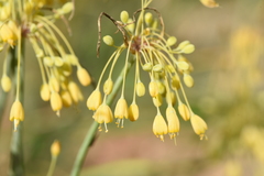 Allium flavum