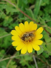 Dasypoda