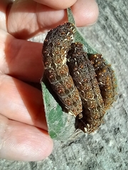 Heraclides rogeri pharnaces