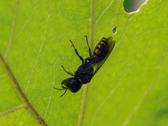 Ectemnius spinipes