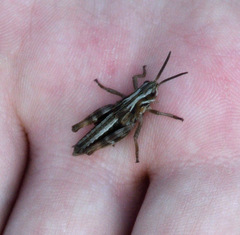 Podismopsis poppiusi