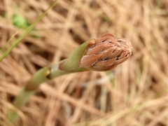 Sacoila lanceolata