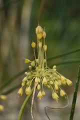 Allium flavum