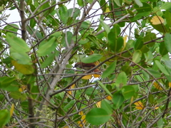 Certhiaxis cinnamomeus