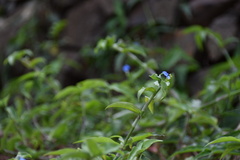Commelina erecta