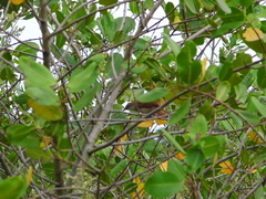 Certhiaxis cinnamomeus