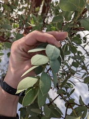 Arctostaphylos pringlei