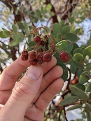 Arctostaphylos pringlei