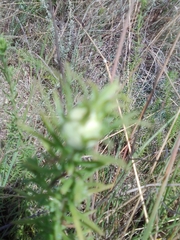 Baccharis coridifolia