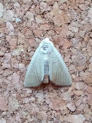 Arenostola phragmitidis