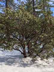 Arctostaphylos pringlei