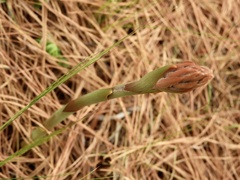 Sacoila lanceolata