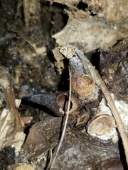 Biorhiza caepuliforme