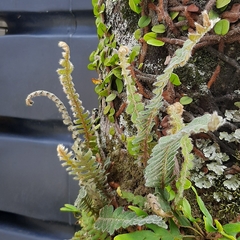 Pleopeltis lepidopteris