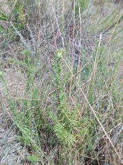 Baccharis coridifolia