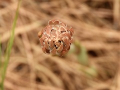Sacoila lanceolata