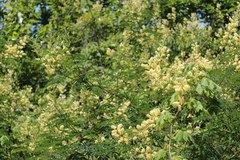 Senegalia bonariensis