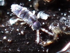 Entomobryoidea