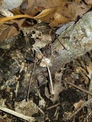 Biorhiza caepuliforme