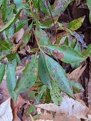 Mycosphaerella colorata