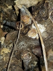 Biorhiza caepuliforme