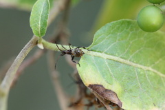 Leptoglossus chilensis