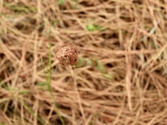 Sacoila lanceolata