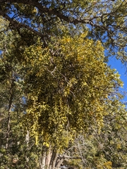 Phoradendron villosum