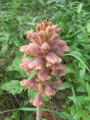 Orobanche