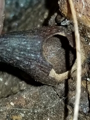 Biorhiza caepuliforme