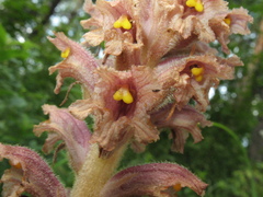 Orobanche