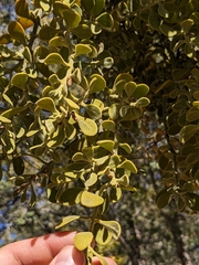Phoradendron villosum