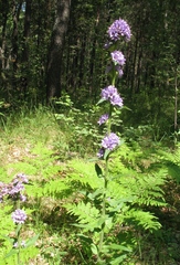Campanula cervicaria