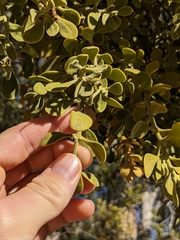 Phoradendron villosum