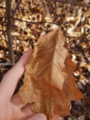Biorhiza caepuliforme
