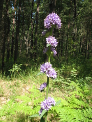 Campanula cervicaria