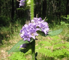 Campanula cervicaria