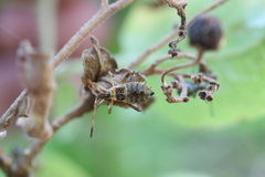 Leptoglossus chilensis