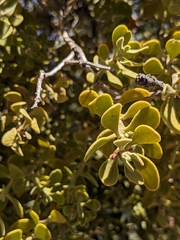 Phoradendron villosum