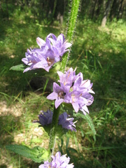 Campanula cervicaria